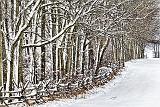 Winter Trees_33917